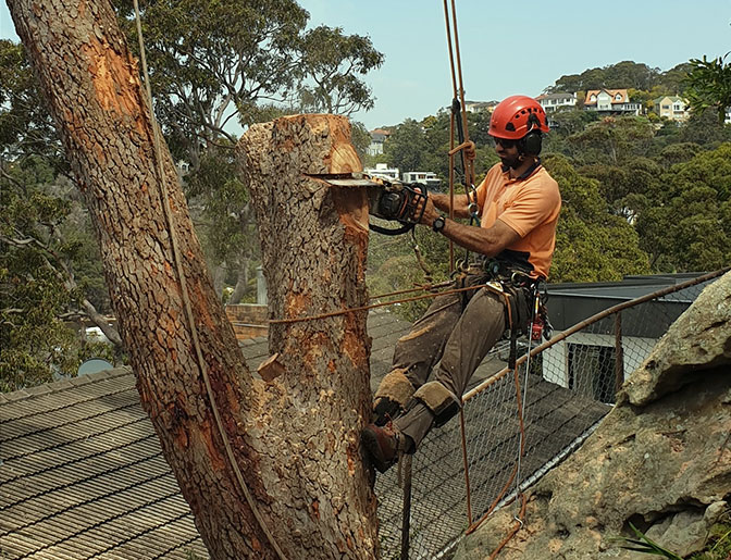 Tree removal Sydney